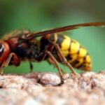 yellow jackets - pest control
